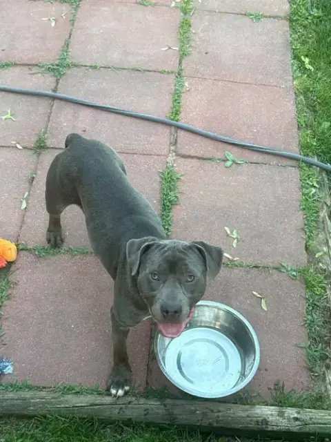 Chester photo 3