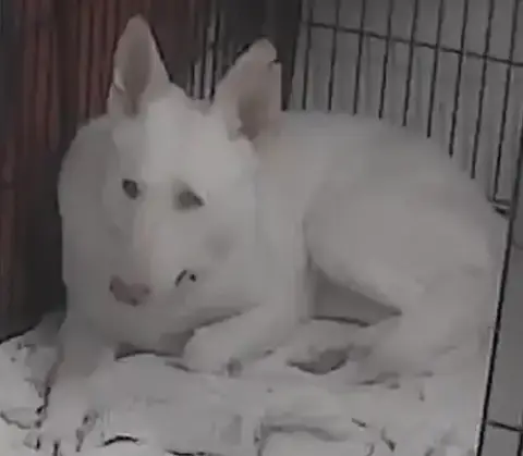 Sugar:   Not At The Shelter photo 2