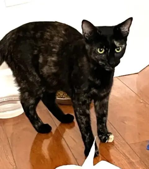 Kitten Bff Glamorous Galaxy photo 2