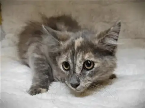 Mia
