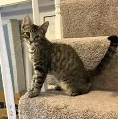 Kitten Steve photo 2
