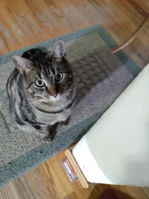 Gemma