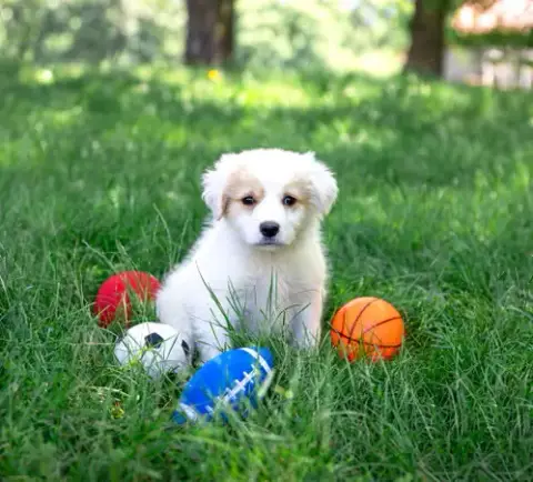 Pyr/Yellow Lab Pups Girls photo 3