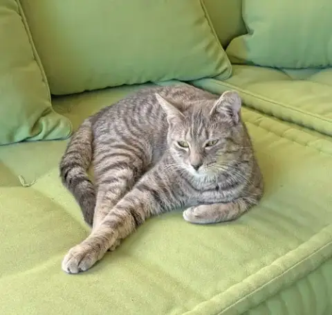 Gemma photo 2