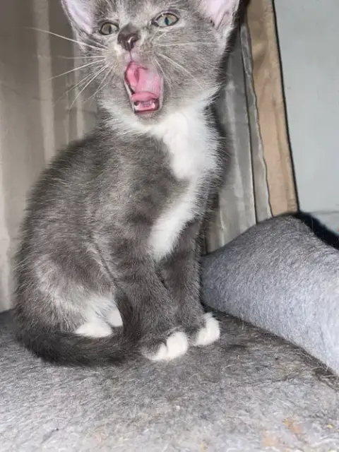 Adorable Kittens photo 3