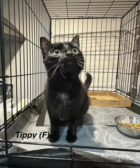 Tippy Girl