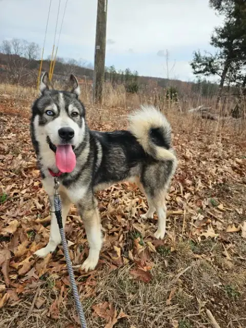 Balto: Not At Shelter photo 5