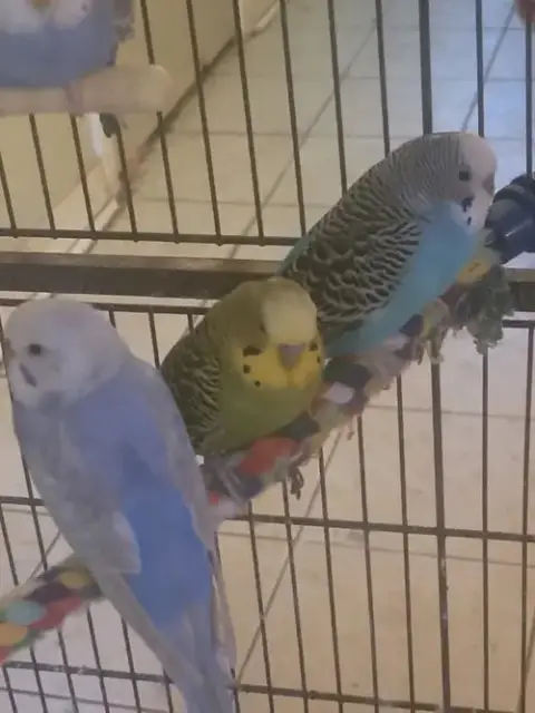 Parakeets 2 Males photo 2