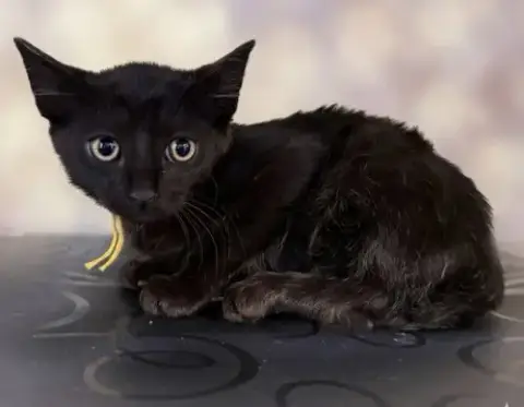 Frankenstein Not At The Shelter