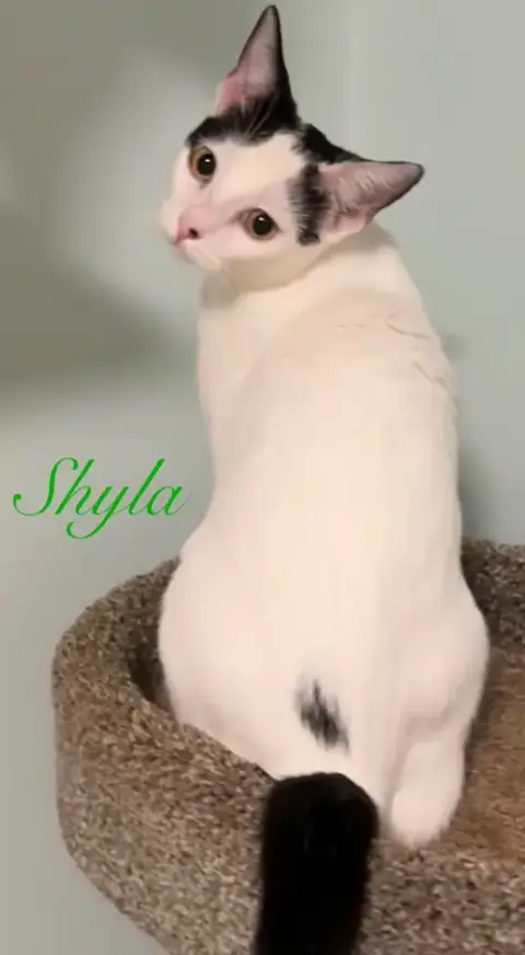Shyla photo 2