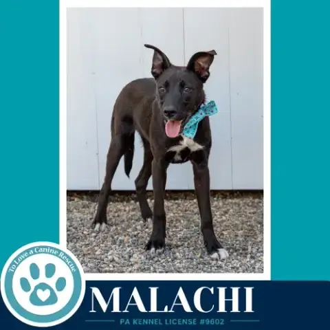 Malachi photo 3
