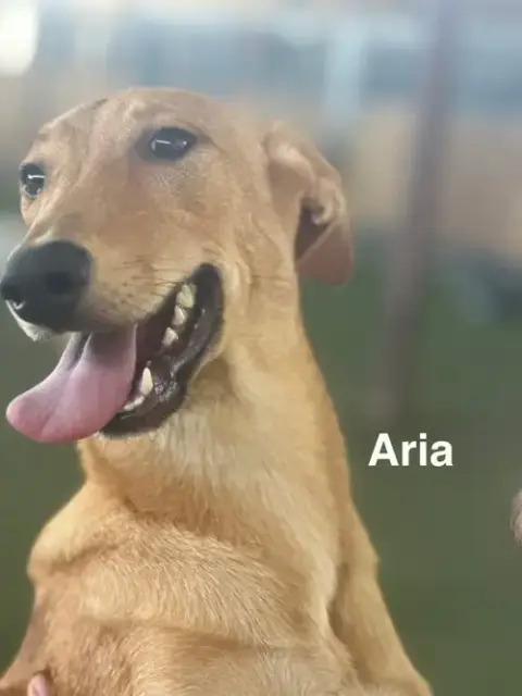 Aria