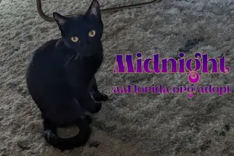 Midnight Mckee