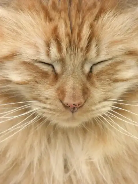 George The Majestic Icon