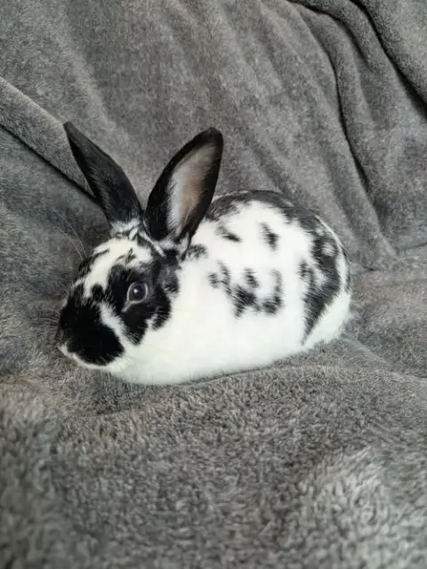 Poppyseed photo 2