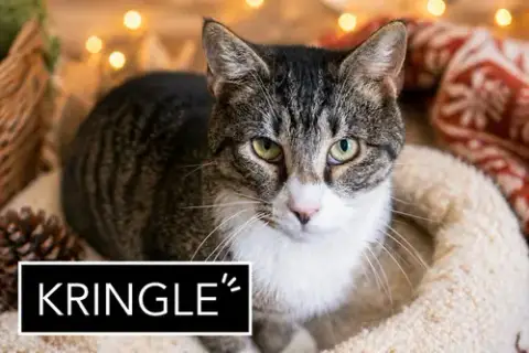 Kringle: Barn Or Sn Foster