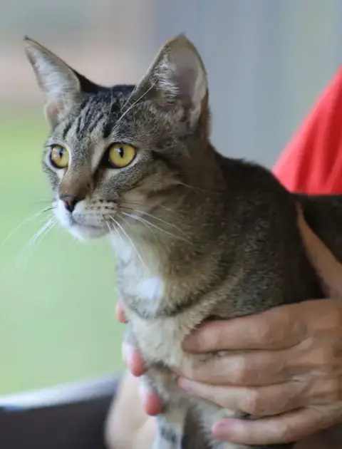 Asa