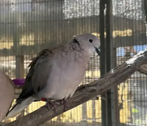 Artemis