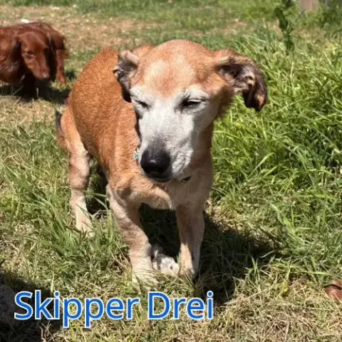 Skipper Drei photo 4