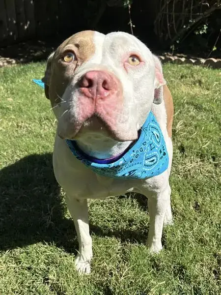 Ziggy photo 5