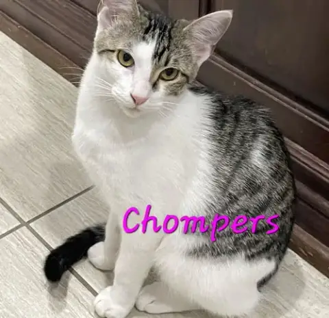Chompers #More-Purrs-Less-Drama