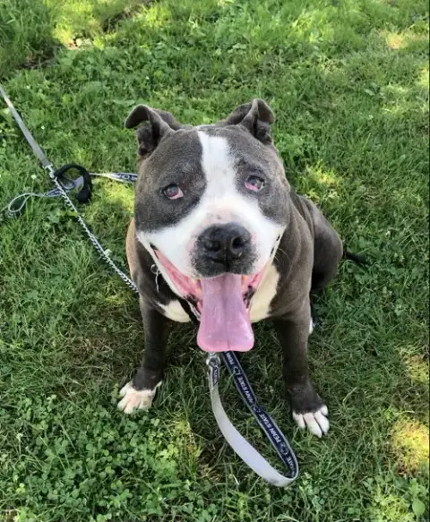 Rocky *Foster Needed* photo 3