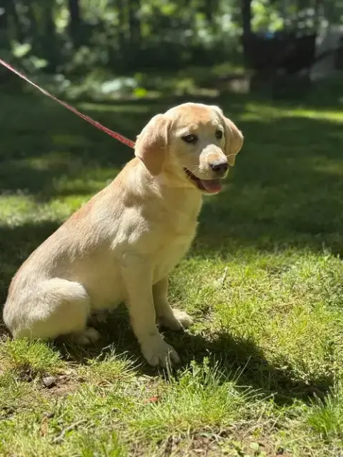Bella/ Adopted photo 2