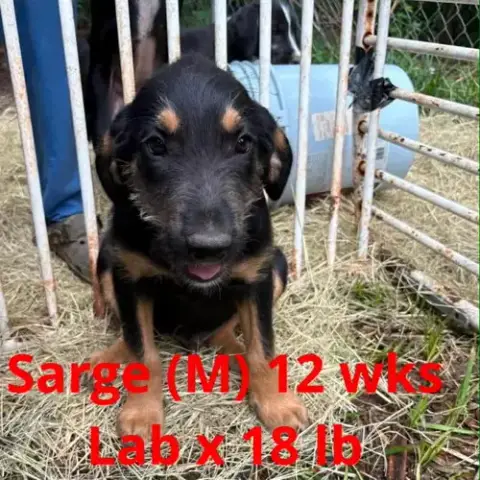 Sarge