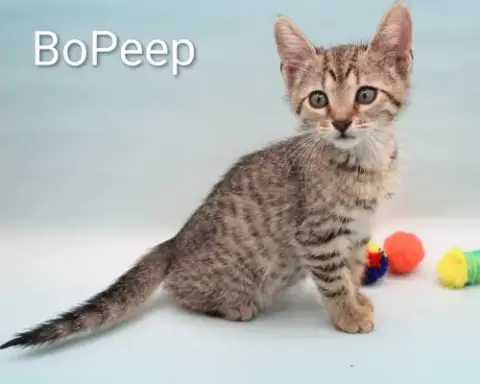 Bopeep photo 3