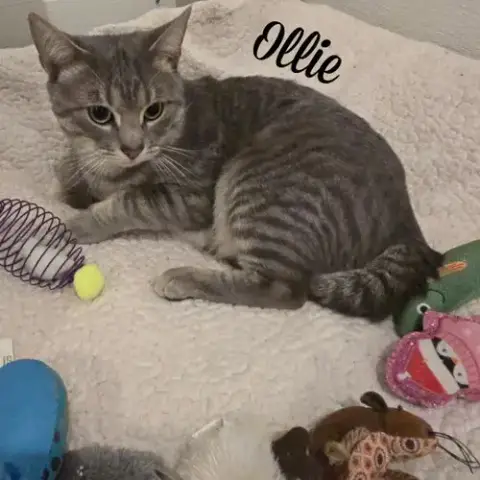 Ollie photo 4