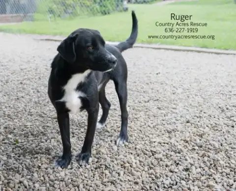 Ruger photo 3