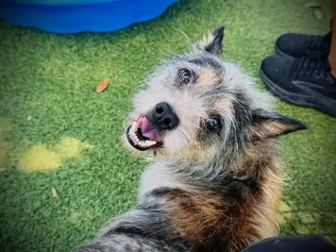 Rufio