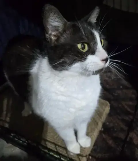 Oreo photo 3