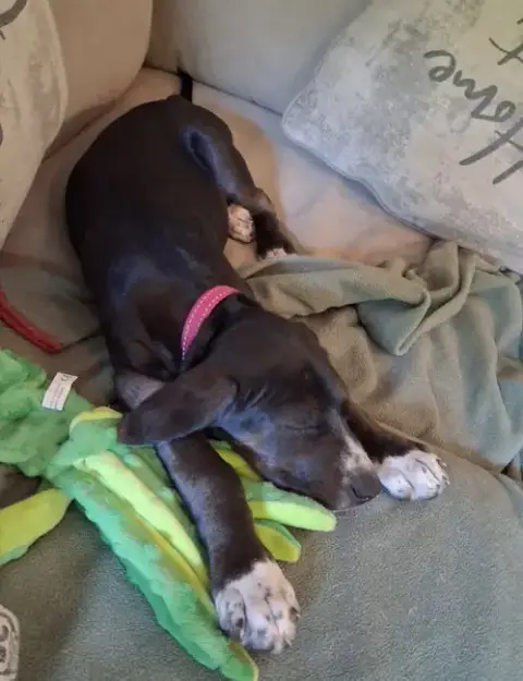 Josie photo 4