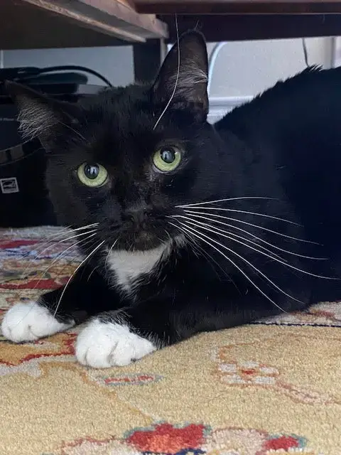 Meredith photo 2