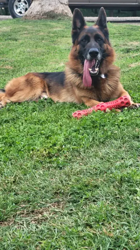 Koda photo 2