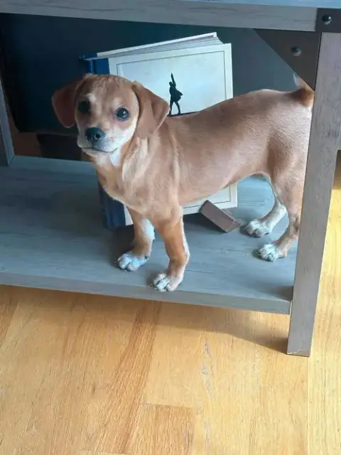 Bella