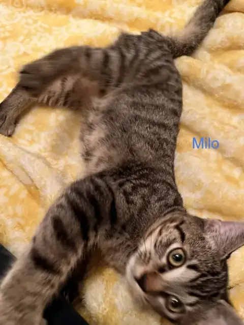 Milo