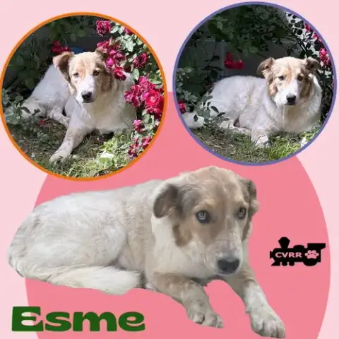 Esme