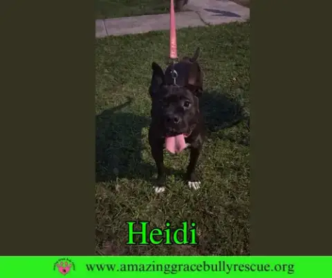 Heidi photo 4