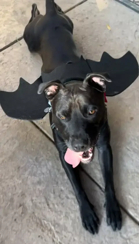 Loki photo 2