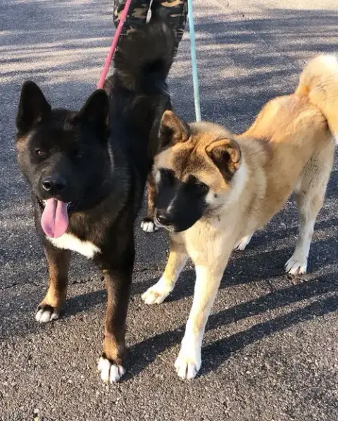 Wallace And Winnie photo 2