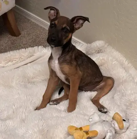 Kuma