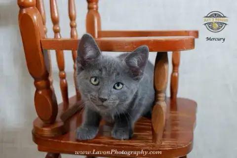 Mercury photo 3