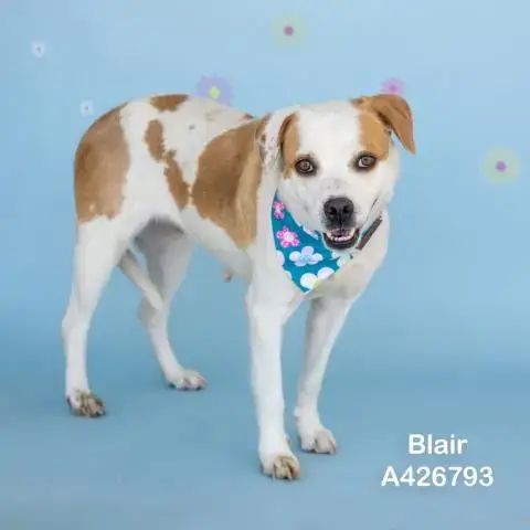 Blair