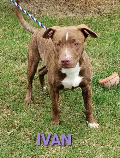 Ivan