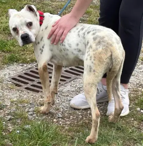 Luna: Not At Shelter photo 3