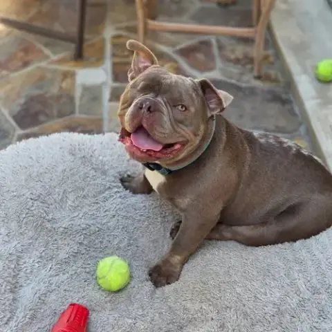 Mack
