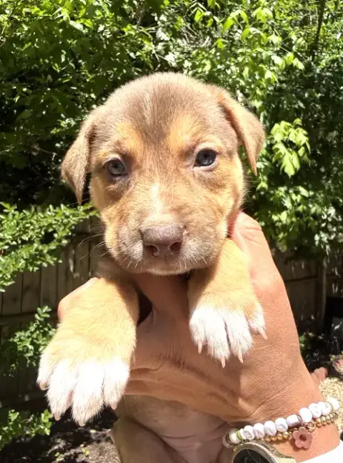 Momma Iris' Litter: Gnocchi photo 4