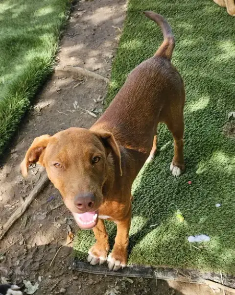 Caine